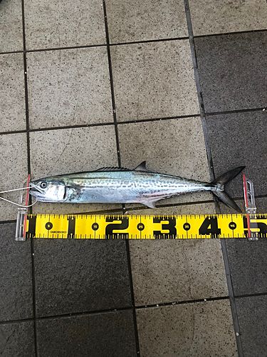 サゴシの釣果