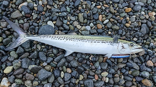 サゴシの釣果