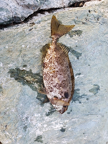 アイゴの釣果