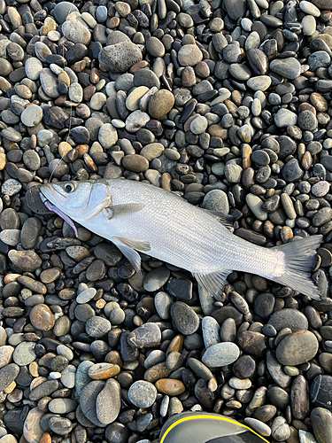 ヒラスズキの釣果