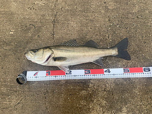 シーバスの釣果