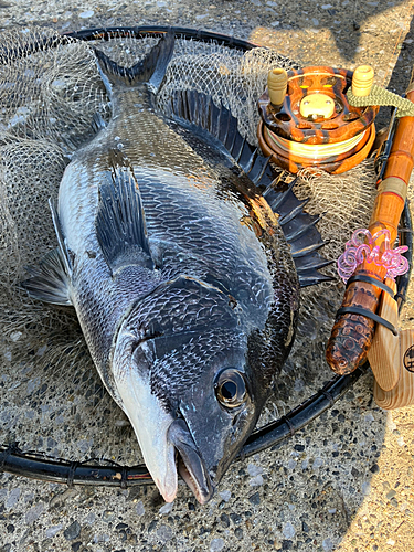 クロダイの釣果