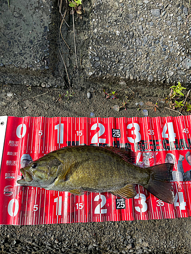 スモールマウスバスの釣果