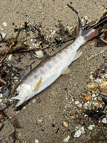 ヤマメの釣果