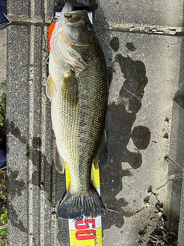 ブラックバスの釣果