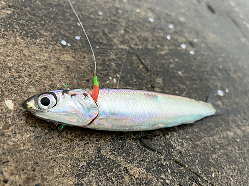 カタクチイワシの釣果