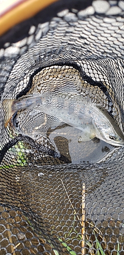 アマゴの釣果