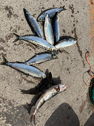 ホッケの釣果