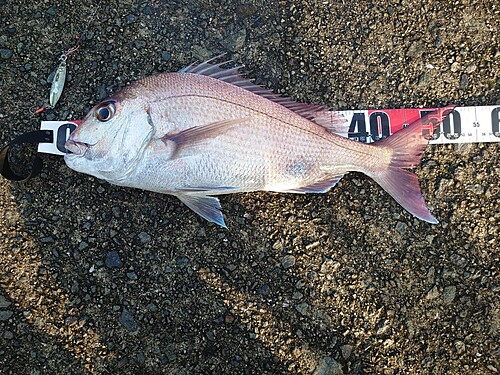 マダイの釣果