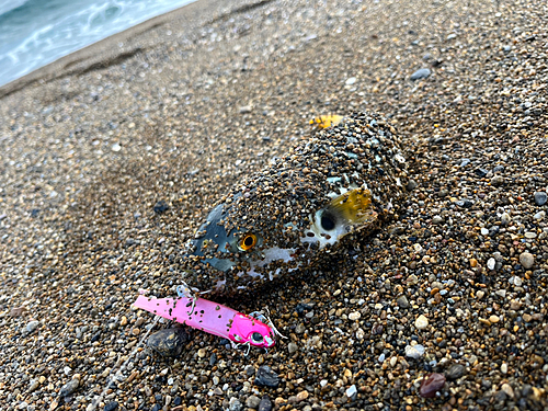 波松海岸で釣れたフグの釣り・釣果情報 - アングラーズ