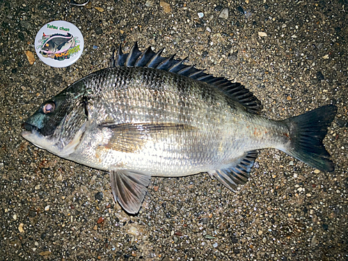 クロダイの釣果