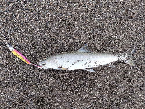 アメマスの釣果