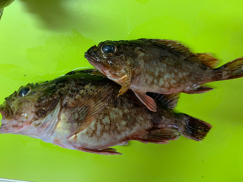 カサゴの釣果