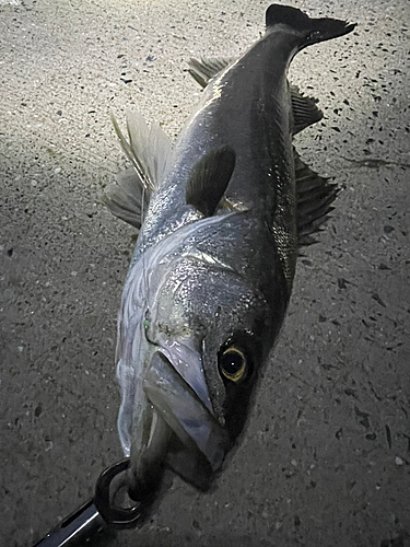 スズキの釣果