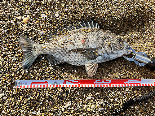 クロダイの釣果