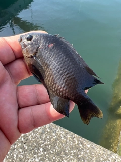 スズメダイの釣果