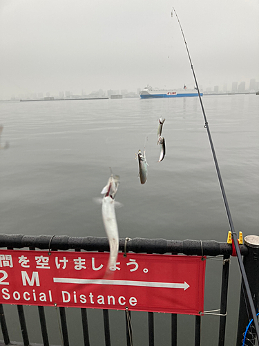 カタクチイワシの釣果