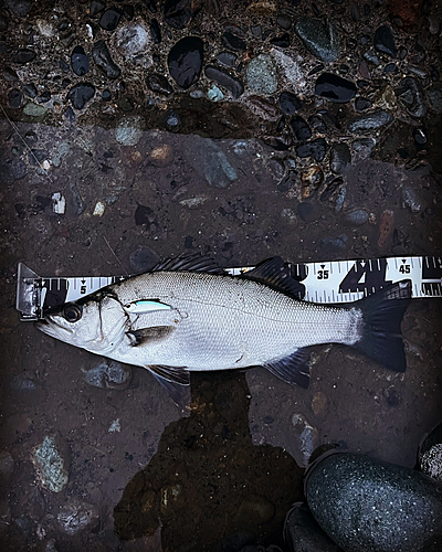 ヒラスズキの釣果