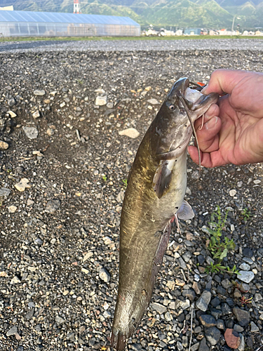 ナマズの釣果