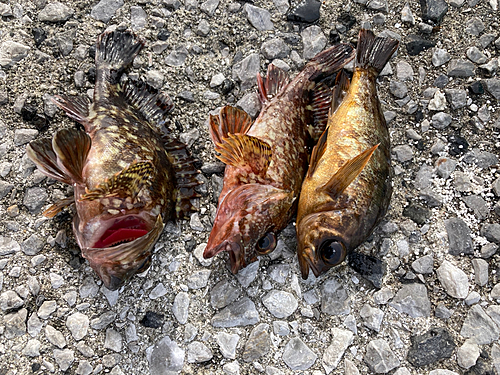 メバルの釣果