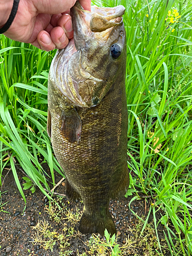 スモールマウスバスの釣果