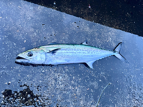 サゴシの釣果