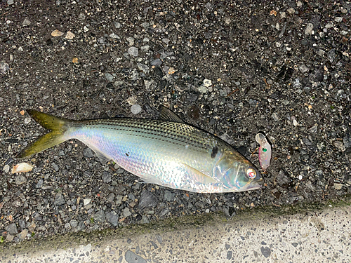 コノシロの釣果