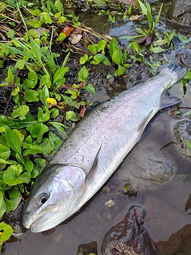 ニジマスの釣果