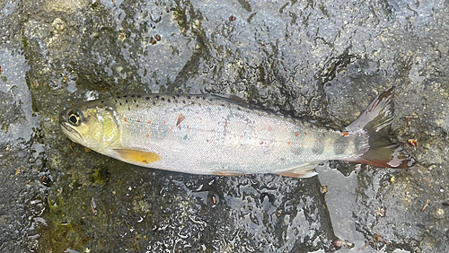 アマゴの釣果