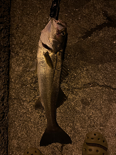 シーバスの釣果