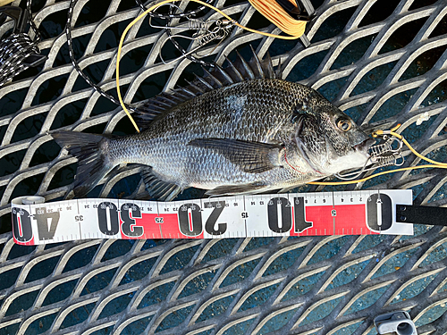 クロダイの釣果