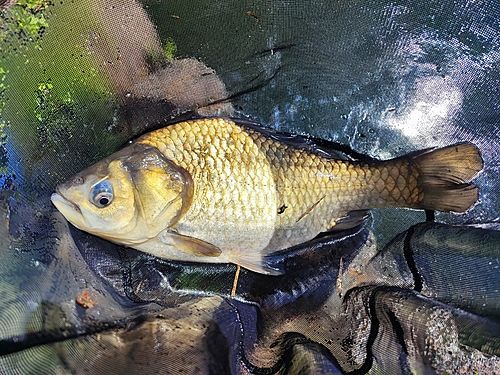 ヘラブナの釣果