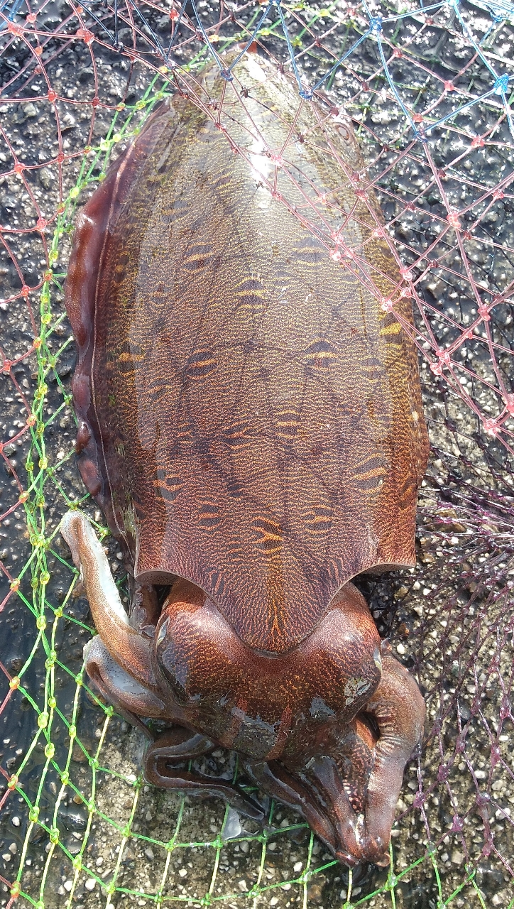 モンゴウイカ