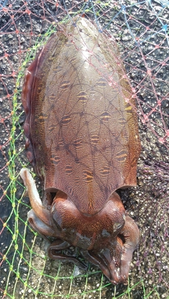 モンゴウイカの釣果