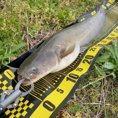 マナマズの釣果