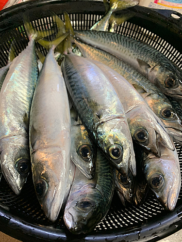 サバの釣果