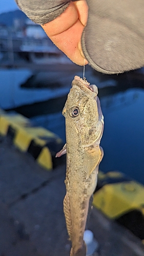 ハゼの釣果