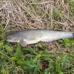 マナマズの釣果