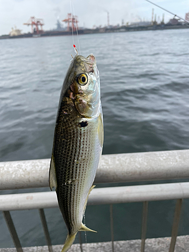 コノシロの釣果