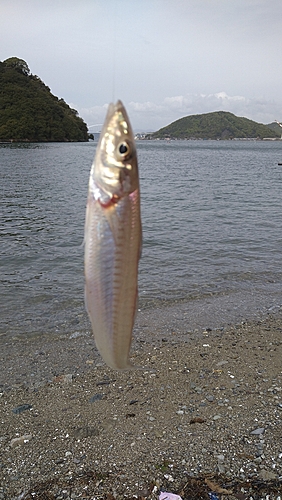 キスの釣果