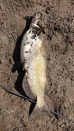 アメリカナマズの釣果