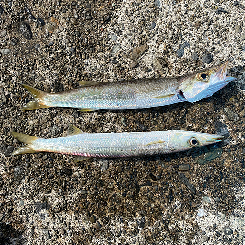 カマスの釣果