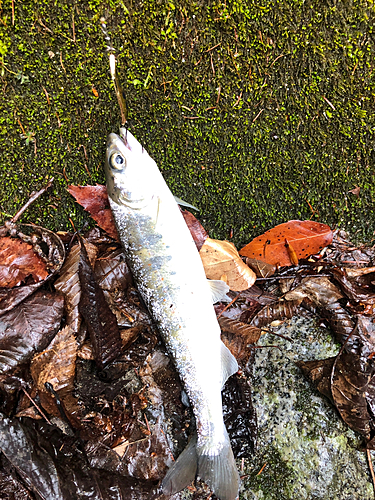 アマゴの釣果