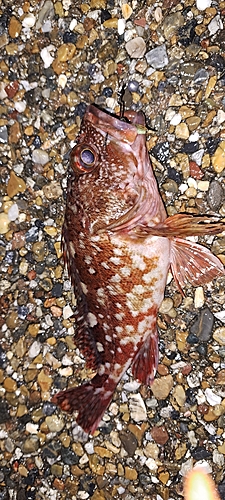 カサゴの釣果