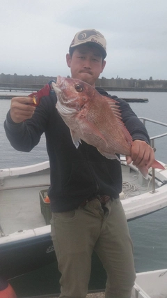 マダイの釣果