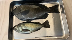 グレの釣果