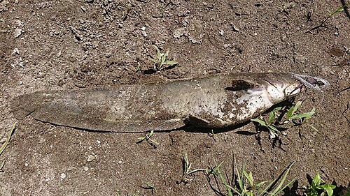 ナマズの釣果