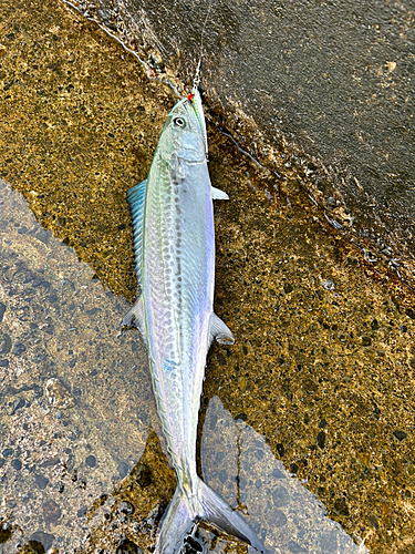 サゴシの釣果