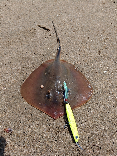 アカエイの釣果