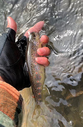 ブラウントラウトの釣果